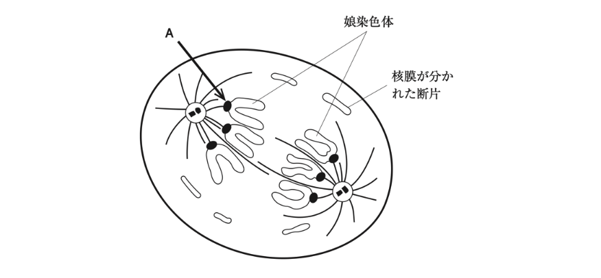 解説画像